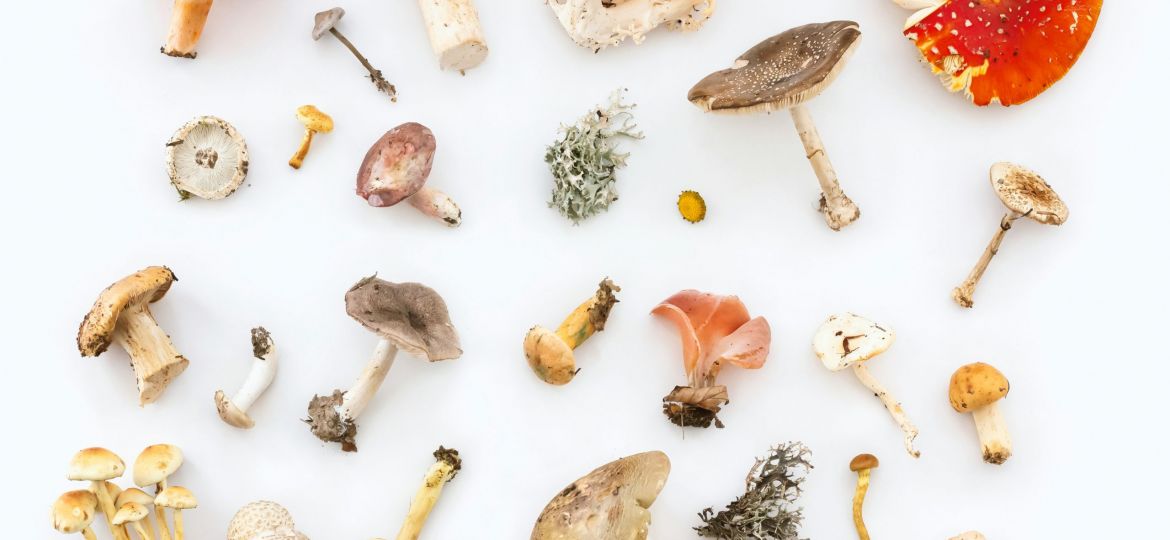 Variety of mushrooms